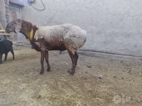 Widder, Arashan sheep — Foto 3
