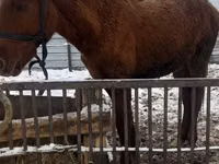 Caballos (lote, sexo no especificado), Caballos — foto 1