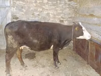 母牛, Latvian Blue cattle — 照片 1