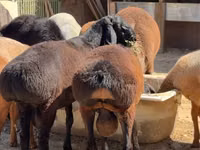 Qoʻchqor, Hissar sheep — 2-rasm
