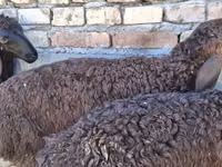 Widder, Blackheaded Persian sheep — Foto 5