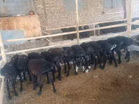 Ram, Sheep — photo 6
