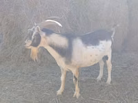 Ziege, Alpine goat — Foto 1