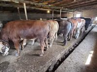 Buqa, Simmental cattle — 8-rasm