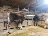 Bulle, Swiss cattle — Foto 6