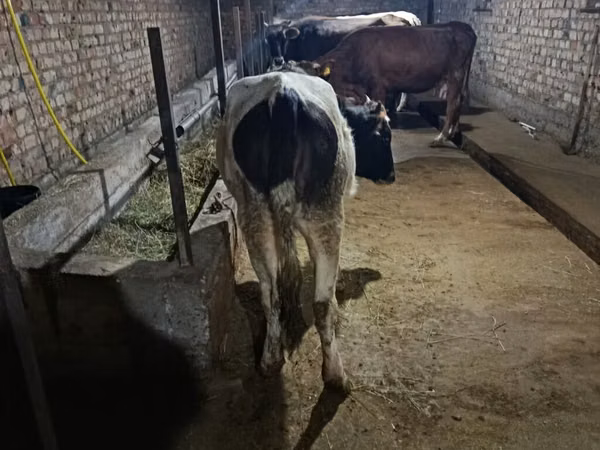 母牛, Russian Black pied cattle — 吉尔吉斯斯坦