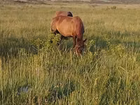 Mare, Horses — photo 4