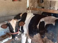 Bulle, Russian Black pied cattle — Foto 2