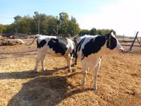Bulle, Russian Black pied cattle — Foto 5