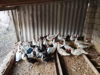 Ducks — फ़ोटो 3