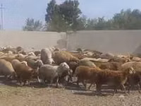 Carnero, Rhon sheep — foto 2