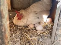 Leghorn — Foto 4