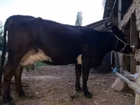 母牛, Alatau breed — 照片 3