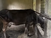 母牛, Cattle — 照片 4