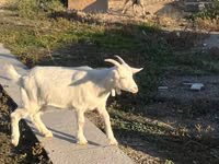 Echki, Saanen goat — 6-rasm