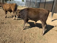 Toro, Raza Alatau — foto 6