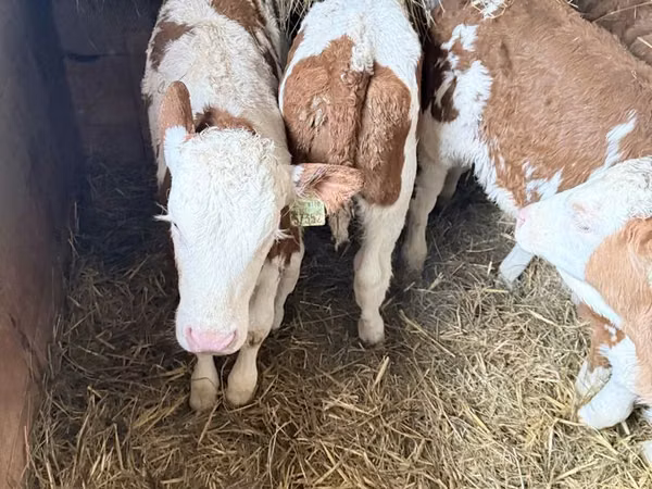 Buqa, Simmental cattle
