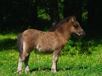 Caballos (lote, sexo no especificado), Shetland Pony — foto 4