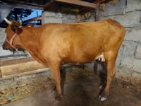 母牛, Cattle — 照片 1