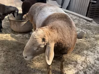 मेढ़ा, Arashan sheep — फ़ोटो 1