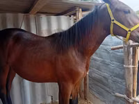 Hengst, Friesian sport horse — Foto 3