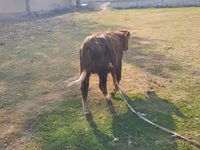 सांड, मवेशी — फ़ोटो 6