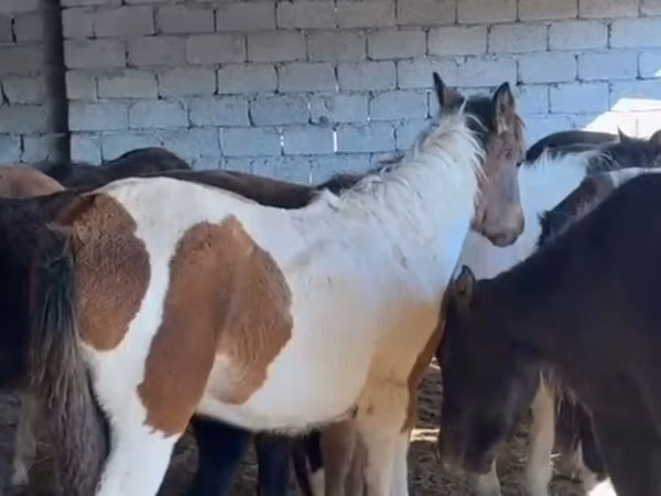 Caballos (lote, sexo no especificado), Caballos