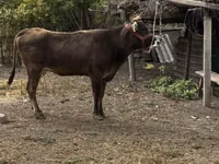 Kuh, Swiss cattle — Foto 2