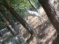 Goat, Goats — photo 4