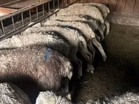 Schaf, Schafe — Foto 5