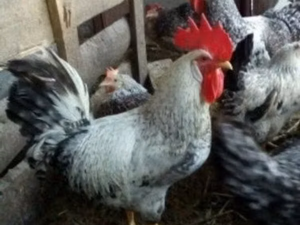Leghorn