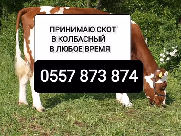 Бык, Коровы — Кыргызстан