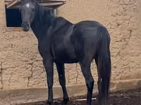 Aygʻir, Kazakh horse — 4-rasm