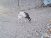 Ziegenbock, Ziegen — Foto 2