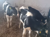 Kuh, Russian Black pied cattle — Foto 4
