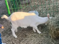 Echki, Saanen goat — 3-rasm