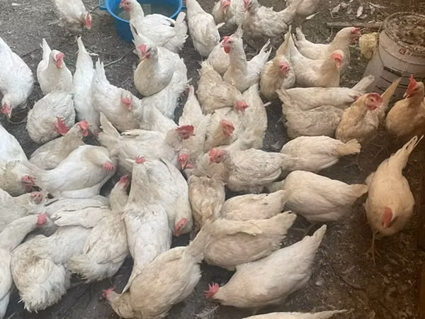 Chickens — Kirgisistan
