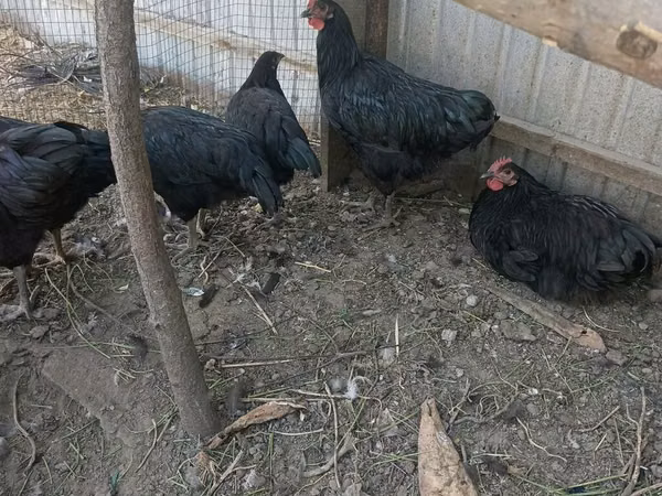 Джерсийский гигант
