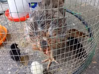 Chickens — 3-сурет