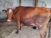 母牛, Cattle — 照片 4