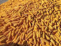 Кукуруза 🌽🌽🌽🌽 кукуруза 🌽🌽🌽🌽 кукуруза кукуруза жугору мака — Foto 5