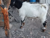Теке, Beetal goats — 6-сурет