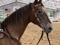 Stute, Appaloosa — Foto 2