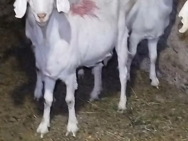 Cabra, Saanen goat