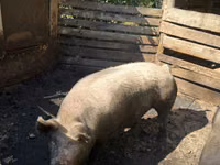 Säue, Schweine — Foto 1