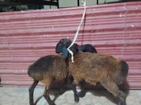 Ovejas (lote, sexo no especificado), Ovejas — foto 3