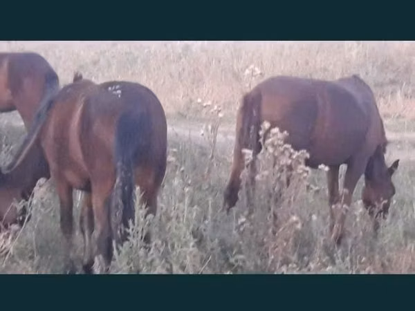 Hengst, Karachay horse