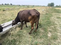 母牛, Cattle — 照片 2