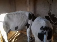 सांड, Russian Black pied cattle — फ़ोटो 4