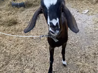 عنزة, Nubian Goat — الصورة 1